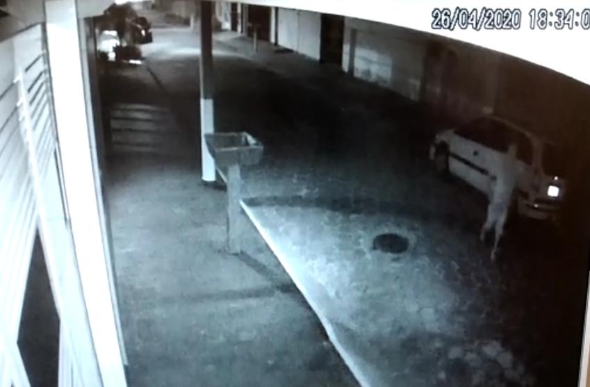 - REVISTA MAIS SANTOS