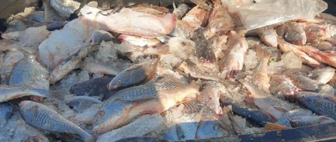 - REVISTA MAIS SANTOS