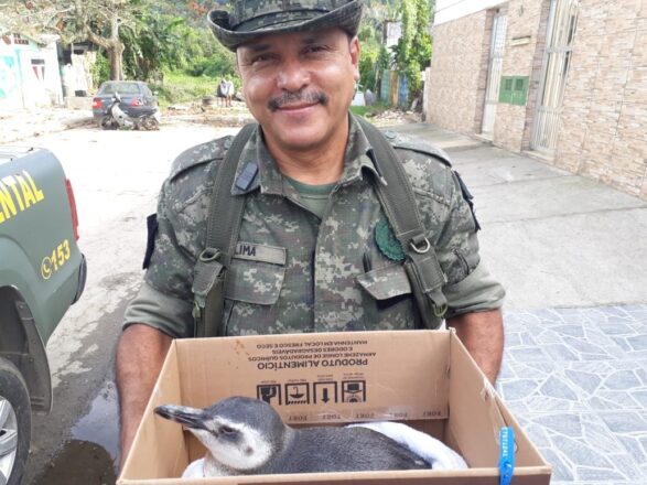  - REVISTA MAIS SANTOS