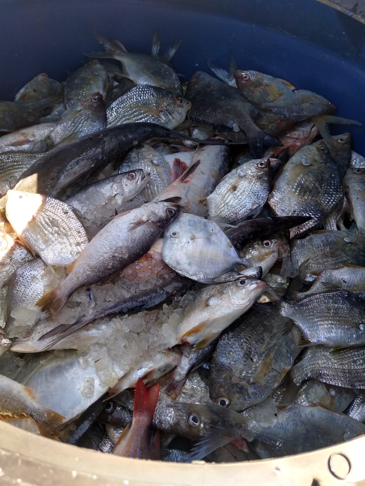  - REVISTA MAIS SANTOS