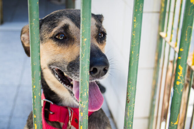  - REVISTA MAIS SANTOS