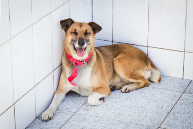  - REVISTA MAIS SANTOS