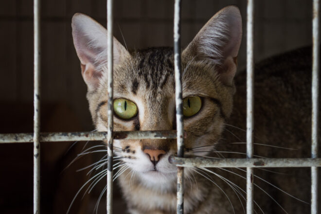  - REVISTA MAIS SANTOS