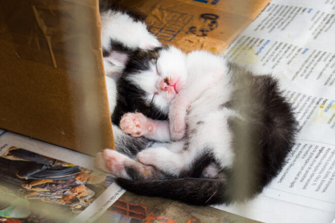  - REVISTA MAIS SANTOS