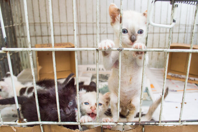  - REVISTA MAIS SANTOS