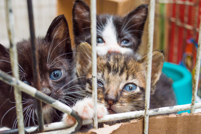  - REVISTA MAIS SANTOS