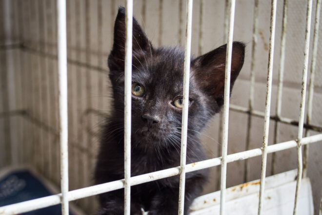  - REVISTA MAIS SANTOS