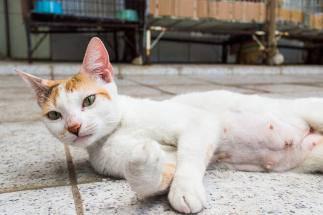  - REVISTA MAIS SANTOS