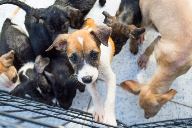  - REVISTA MAIS SANTOS