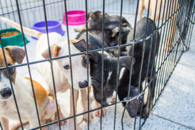  - REVISTA MAIS SANTOS