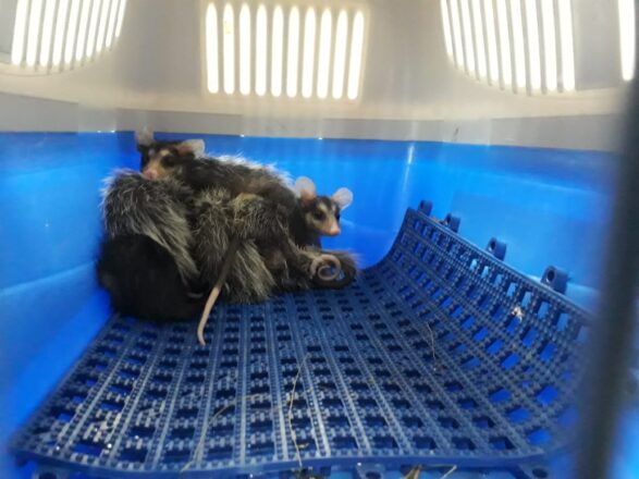  - REVISTA MAIS SANTOS