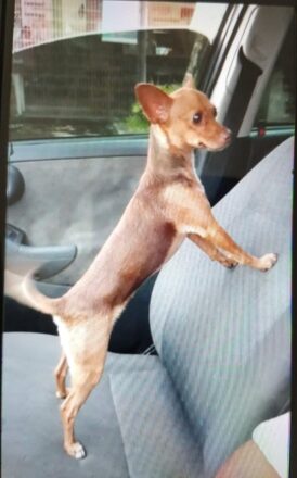  - REVISTA MAIS SANTOS