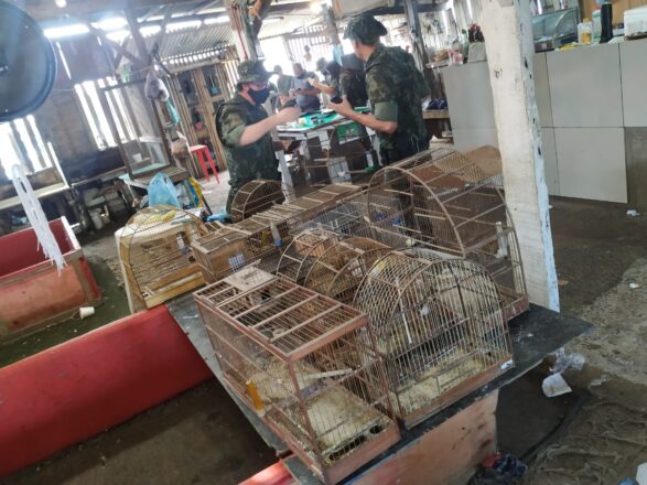 - REVISTA MAIS SANTOS