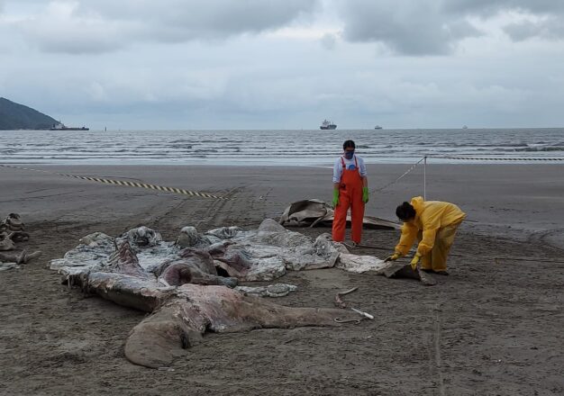 - REVISTA MAIS SANTOS