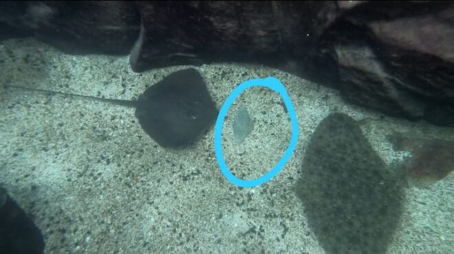  - REVISTA MAIS SANTOS