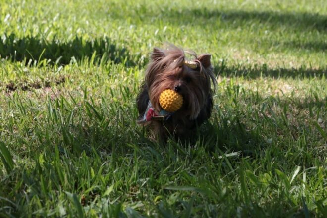  - REVISTA MAIS SANTOS