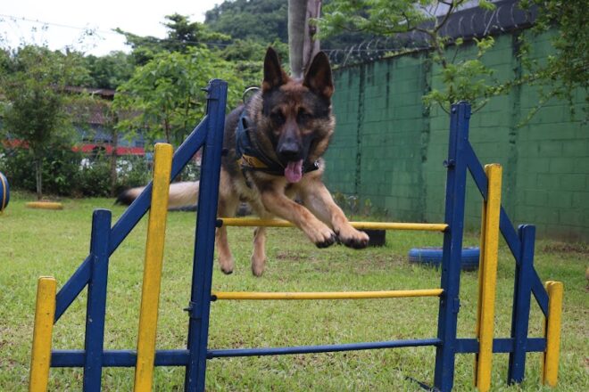 - REVISTA MAIS SANTOS