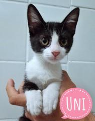  - REVISTA MAIS SANTOS