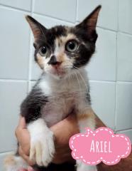  - REVISTA MAIS SANTOS